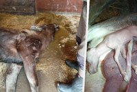 Březí losice umírala v těžkých bolestech: V zoo Hluboká nad Vltavou ji krmili neukáznění návštěvníci