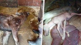 V zoologické zahradě v Hluboké nad Vltavou uhynula březí losice. Zřejmě vinou návštěvníků.