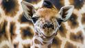 Samice žirafy Rothschildovy Eliška porodila v pražské zoologické zahradě v noci na 5. srpna své již osmé mládě (na snímku).