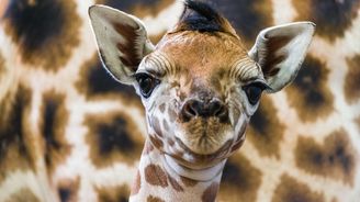 Pražská zoo letos přilákala nejvíce návštěvníků ve své historii