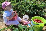 Tisíce Brňanů vyrazily tento týden na samosběr jahod do Líšně. Košík nebo nádobu naplní za pár minut a uvolní tak místo dalším zájemcům.