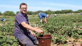 Tisíce Brňanů vyrazily minulý červen na samosběr jahod do Líšně. Košík nebo nádobu naplní za pár minut a uvolní tak místo dalším zájemcům.