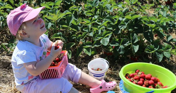 Tisíce Brňanů vzaly jahodové plantáže útokem: Za natrhané kilo zaplatí 50 korun