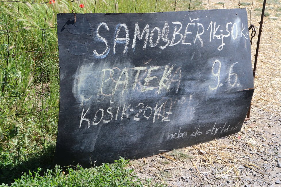 Tisíce Brňanů vyrazily tento týden na samosběr jahod do Líšně. Košík nebo nádobu naplní za pár minut a uvolní tak místo dalším zájemcům.