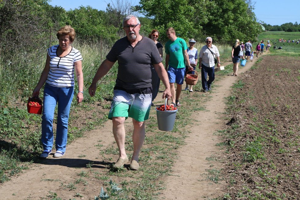 Tisíce Brňanů vyrazily minulý červen na samosběr jahod do Líšně. Košík nebo nádobu naplní za pár minut a uvolní tak místo dalším zájemcům.