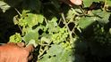 Vinaři se obávají letošní úrody hroznů v oblasti Champagne: Hrozny zdecimovaly mrazy (30.7.2021)