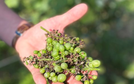 Vinaři se obávají letošní úrody hroznů v oblasti Champagne: Hrozny zdecimovaly mrazy (30.7.2021)