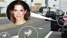 Dobračka Sandra Bullock zachraňovala psíka ze silnice!