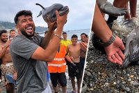 Děs na pláži v Ceutě: Migranti zabili delfíní mládě ranou holí! Tělo pak zvedli jako trofej