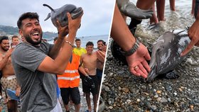 Děs na pláži v Ceutě: Migranti zabili delfíní mládě ranou holí! Tělo pak zvedli jako trofej