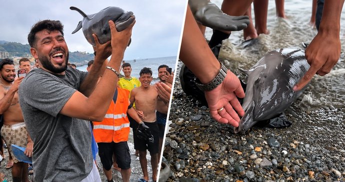 Děs na pláži v Ceutě: Migranti zabili delfíní mládě ranou holí! Tělo pak zvedli jako trofej