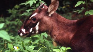 Unikát: Svatý grál přírodovědců, saola, byl konečně vyfocen živý