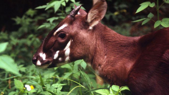 saola