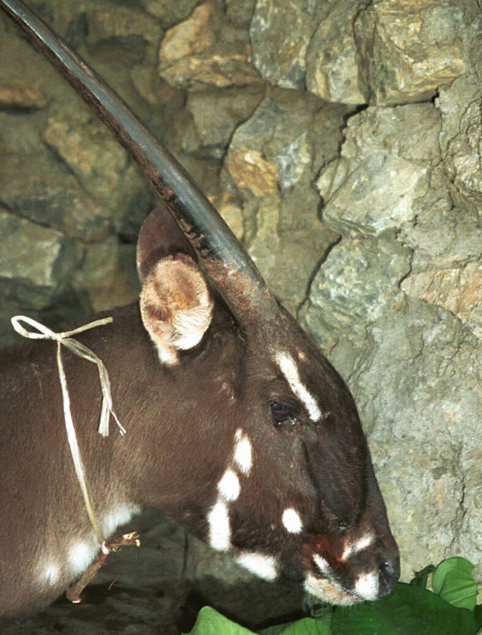 saola