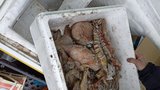 Hrůzný nález v Sapě: Týrané ryby a 300 kilo nevyhovujících potravin