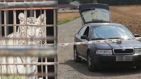 V zoo u Berouska zabíjeli tygry na maso Vietnamcům do restaurací? Policie provádí razii