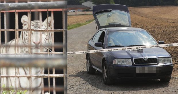 Nelegální obchod s tygry v Berouskově zvěřinci: Policie obvinila tři lidi