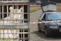 V zoo u Berouska zabíjeli tygry na maso Vietnamcům do restaurací? Policie provádí razii