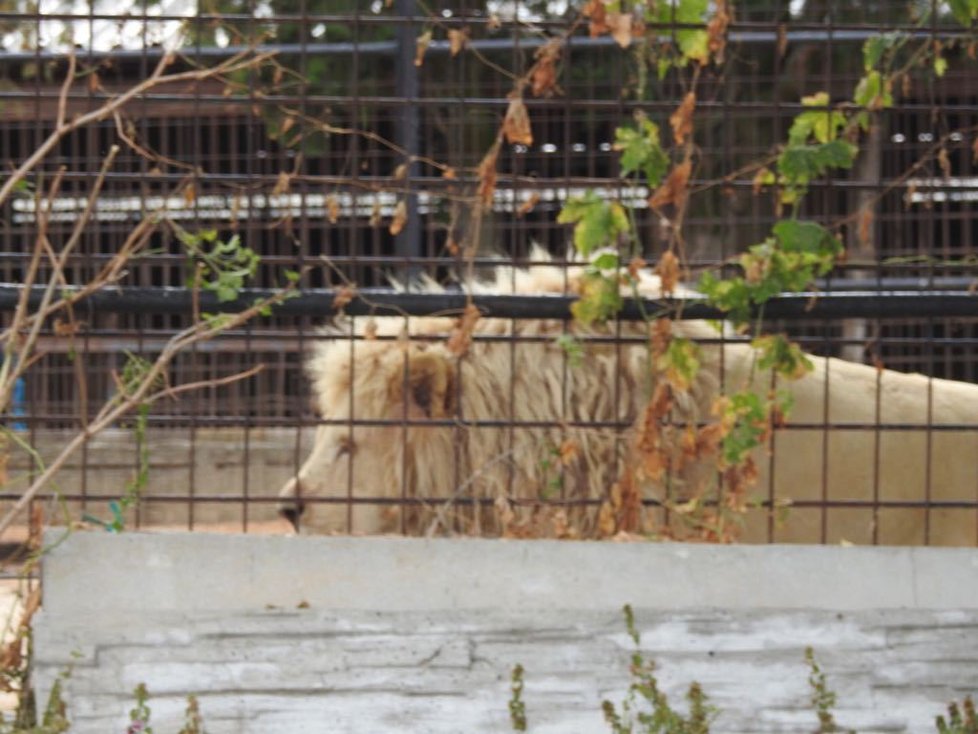 V tržnici Sapa a zooparku Bašť probíhala razie.