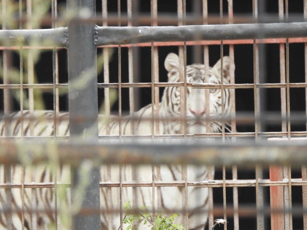 V tržnici Sapa a zooparku Bašť probíhá razie.