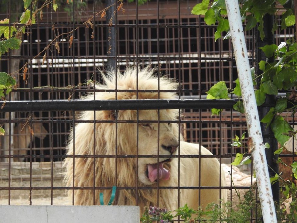 V tržnici Sapa a zooparku Bašť proběhla tehdy razie.