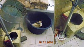 V tržnici SAPA ilegálně zabíjeli, porcovali a skladovali kachny. Pak je podávali návštěvníkům restaurace Dung Lien.