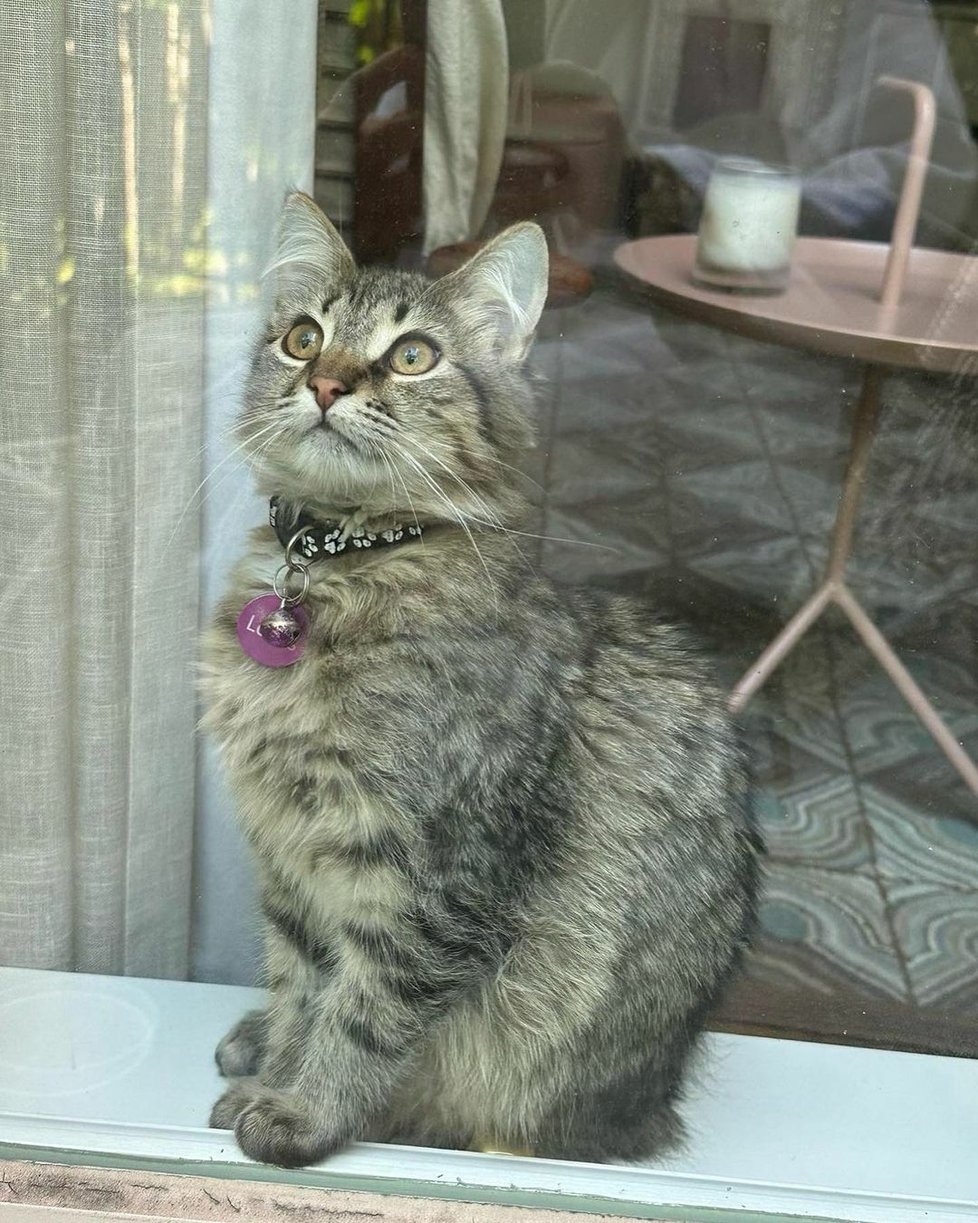 Sarah Jessica Parkerová adoptovala kotě, se kterým hrála v seriálu.