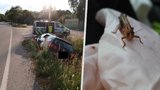 Opilý spolujezdec vypustil v autě sarančata: Řidič se lekl a havaroval