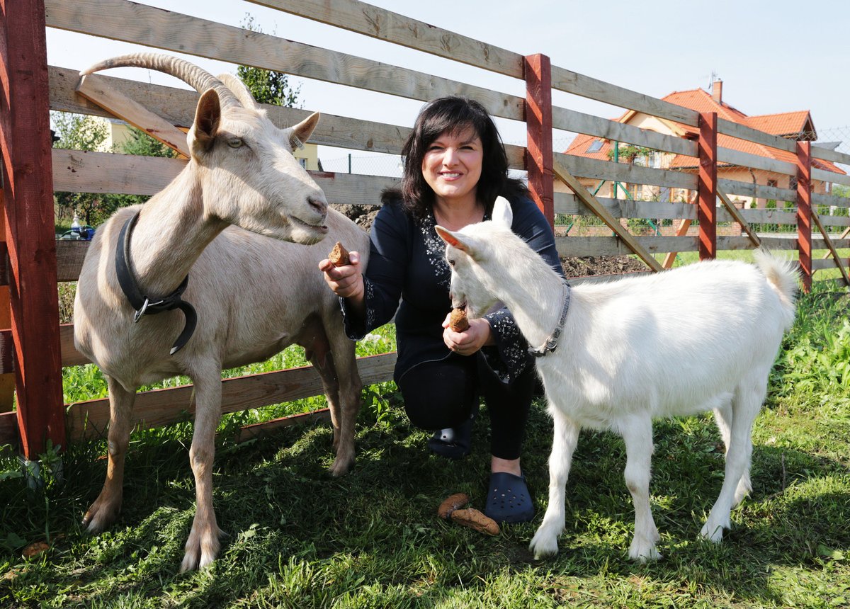 šárka rezková, líbeznice, chová kozy a dělá sýr