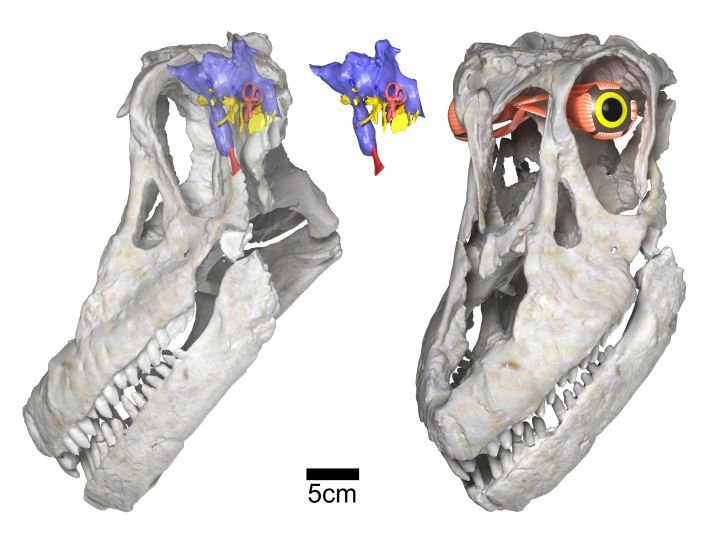 Sarmientosaurus: Titanosaur s jednou z nejlépe zachovaných lebek 