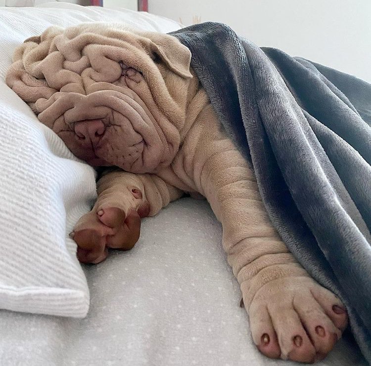 Rozkošné štěně vypadá jako zmuchlaná deka! Šarpej Harvey se narodil vrásčitější, než ostatní.