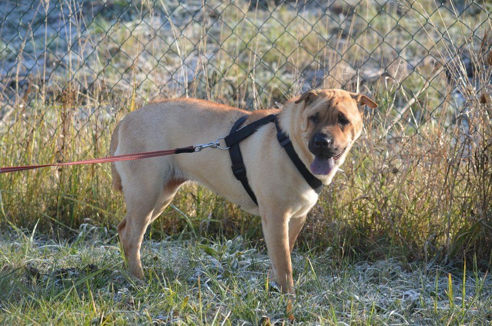 Amy byla nalezena na smetišti ještě s dalšími čtyřmi fenkami, teď je dlouhodobě v dočasné péči