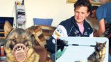 Takhle si žije zachráněný německý ovčák Šaryk