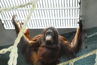 Sex orangutanů: Elmar se nudil, Satu utekla na strop