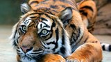 Tygřice Satu zabila při páření Dicka: V Zoo Brno ji nechají dožít
