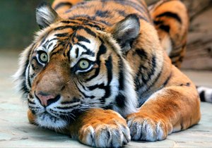 Tygřice Satu (19) je v Zoo Brno od roku 2005. Jde o jednu z nejstarších samic tygra sumaterského v Evropě.