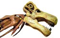 Lebky sauropodů se ve fosilním záznamu dochovávají jen vzácně