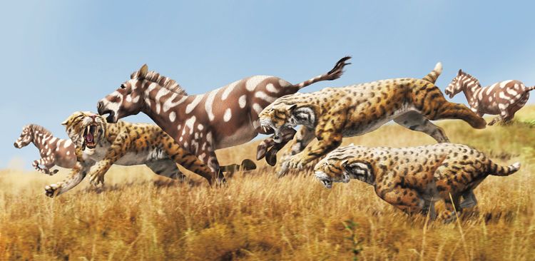 Pro kočky rodu Homotherium (dýkozubec) byl typický krátký ocas. Žily v Evropě, Asii,  Africe i obou Amerikách