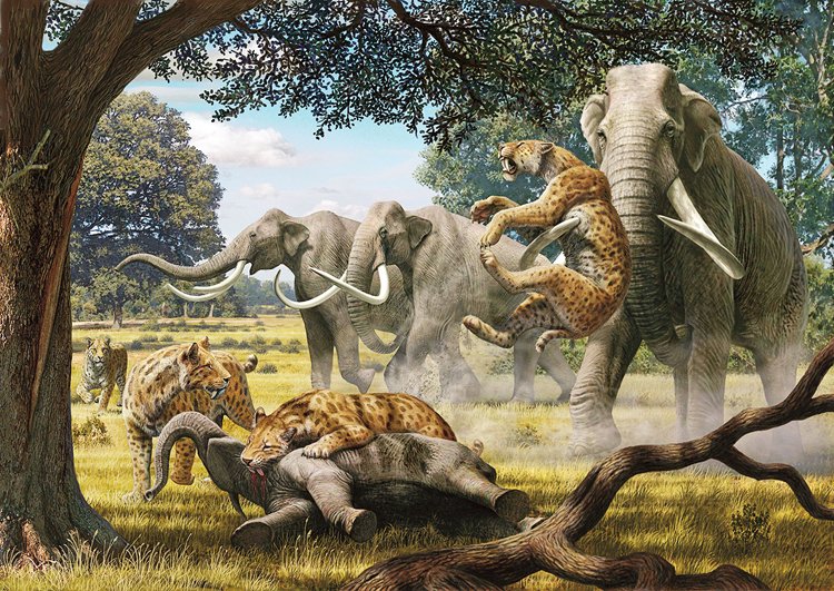 Americký Smilodon fatalis byl lovcem mláďat obrovských mastodontů