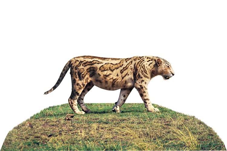Strašná kočka“ Dinofelis byla velká asi  jako dnešní jaguár