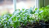 6 kroků, jak si předpěstovat zeleninu za oknem