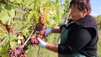 Víno může zdražit. Moravští vinaři letos sklidí méně, ale pochvalují si kvalitu