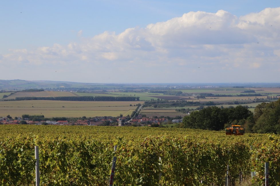 Pohled na vinice ve směru na Veselí nad Moravou.