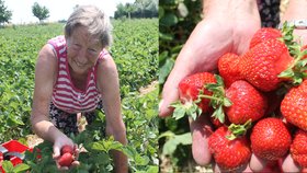 Jarmila (75) nasbírá až 200 kilo jahod denně! A prozradila recept na kynuté knedlíky