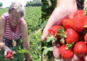Jarmila Chudárková  sbírá jahody  už 20 let a  přestat se nechystá.