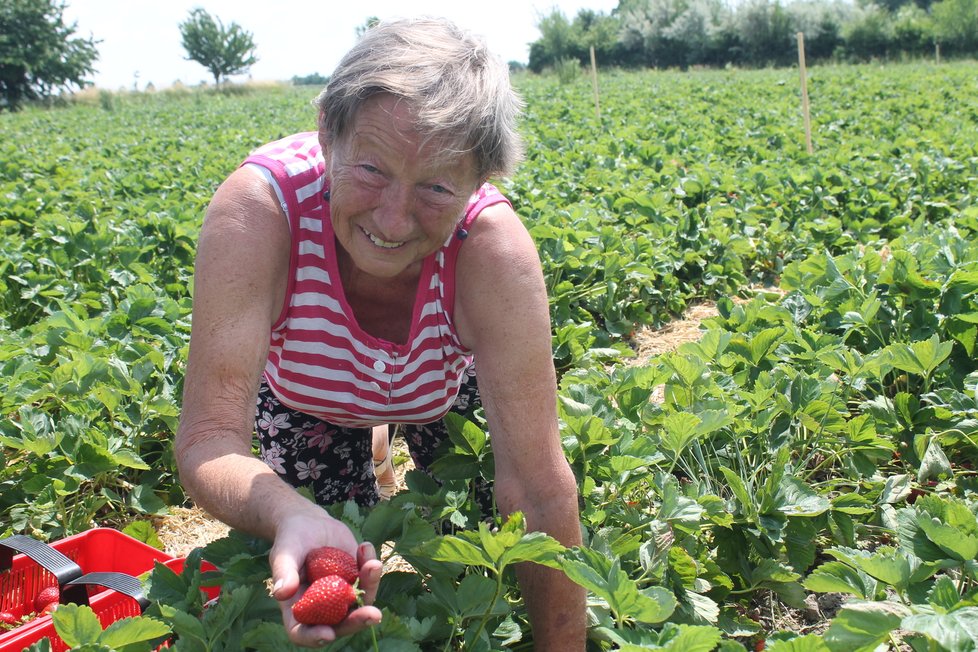 Jarmila Chudárková  sbírá jahody  už 20 let a  přestat se nechystá.