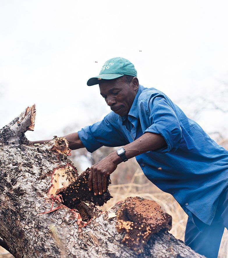 Sběrač medu z Mosambiku