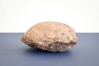 Sběratel otevřel kabinet kuriozit: Mumie kočky i dinosauří vejce! Výstava nemusí být znovu k vidění...