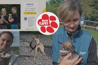 Kříženci z nechtěného dědictví potřebují náročné operace. Pomoct může každý, útulek podpoří i Blesk tlapky