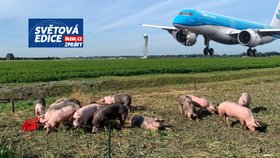 Rypáčková patrola: Oblíbené letiště v Nizozemsku brání před husami prasata